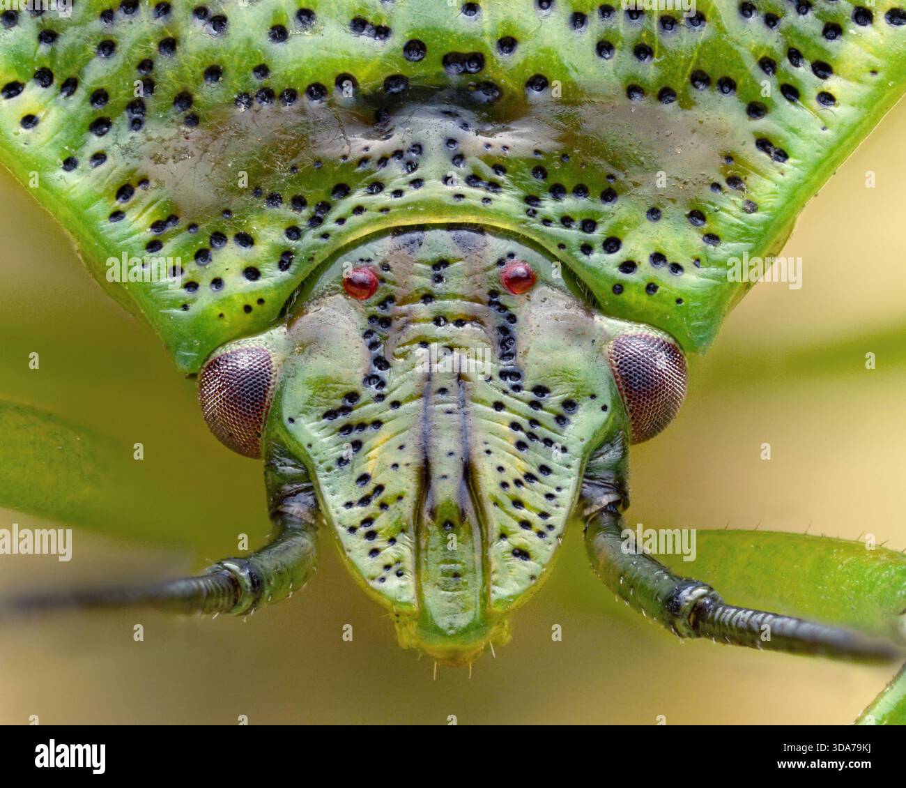 Primo piano di Hawthorn Shieldbug (Acanthosoma emorroidale). Tipperary, Irlanda Foto Stock