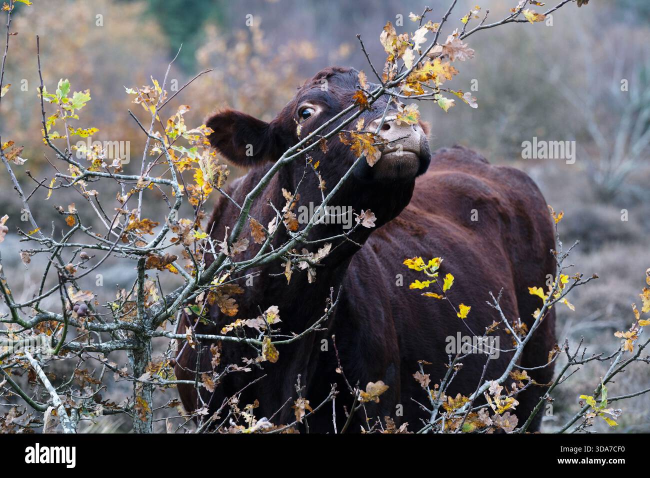 Il bestiame rosso in roaming libero Sutton Heath Suffolk Foto Stock