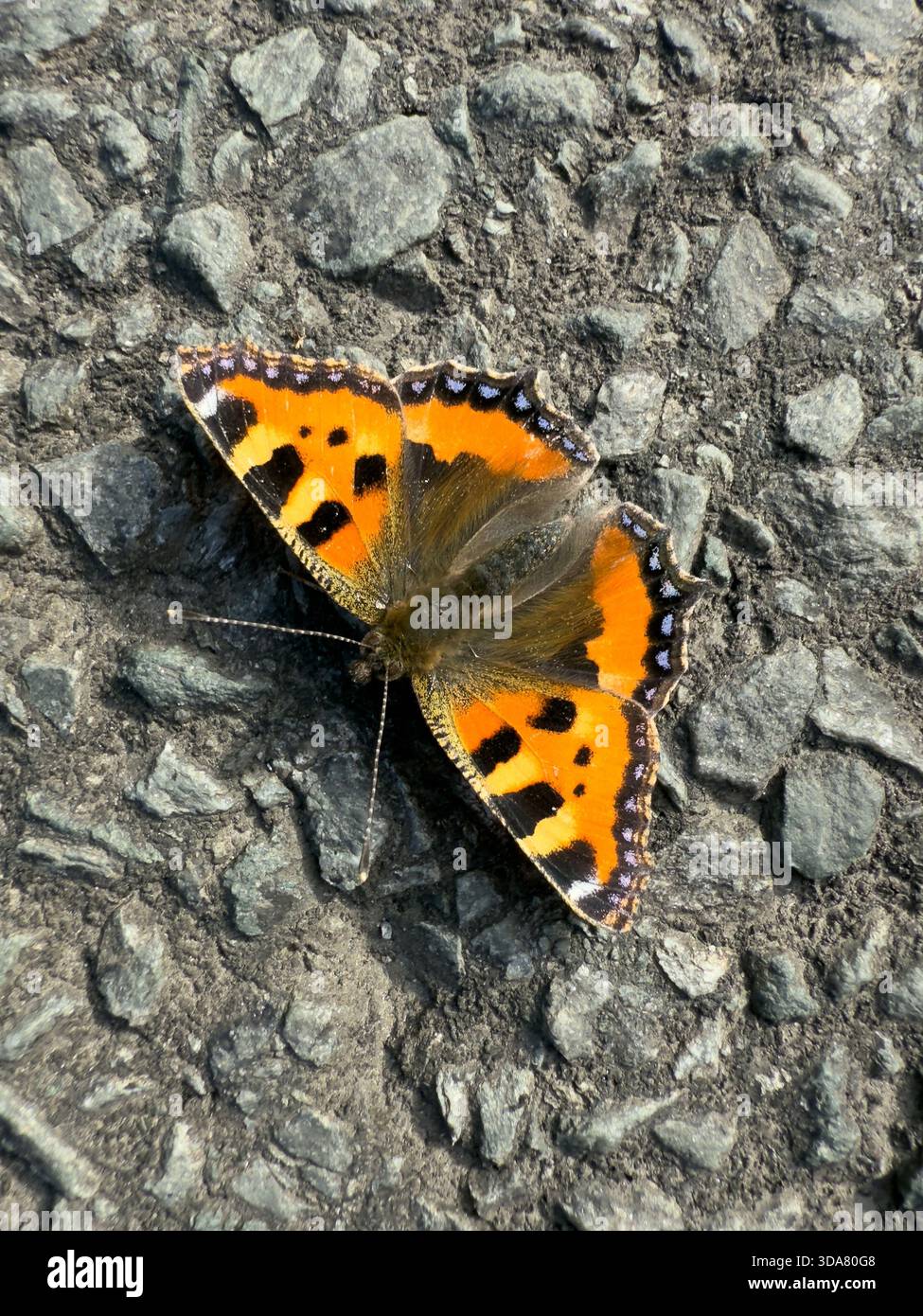 Piccola farfalla con guscio di tartaruga su terreno sassoso Foto Stock