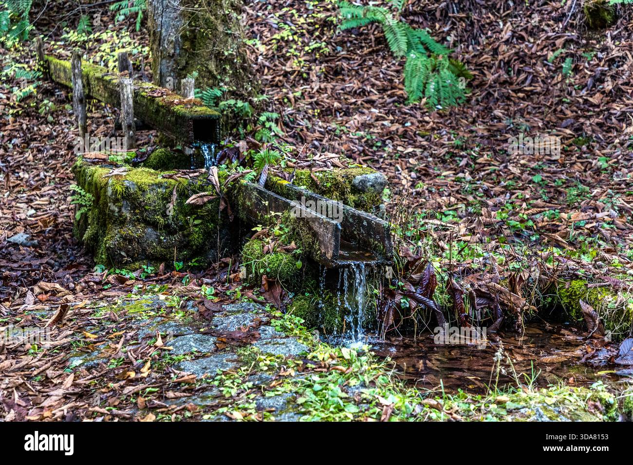 Una vecchia vasca per bere in pietra coperta di muschio con un tubo di ingresso in legno nella foresta al passo Toriitoge, Nakasendo, Kiso Valley, prefettura di Nagano, Giappone. Storicamente, tali stazioni di acqua sorgiva fornivano acqua ai viaggiatori e agli animali che attraversavano il passo di montagna Foto Stock