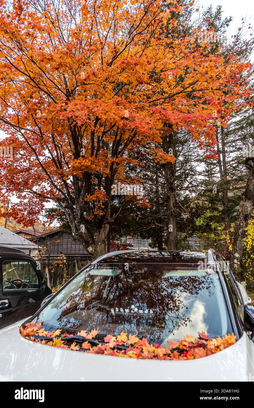 Un'auto bianca sotto un albero di acero rosso-arancione (momiji) a Narai-juku, Shiojiri, prefettura di Nagano, Giappone. Le foglie autunnali coprono il cofano e il tetto – un autunno giapponese del “koyo” in uno dei più famosi villaggi storici di montagna di Nagano Foto Stock
