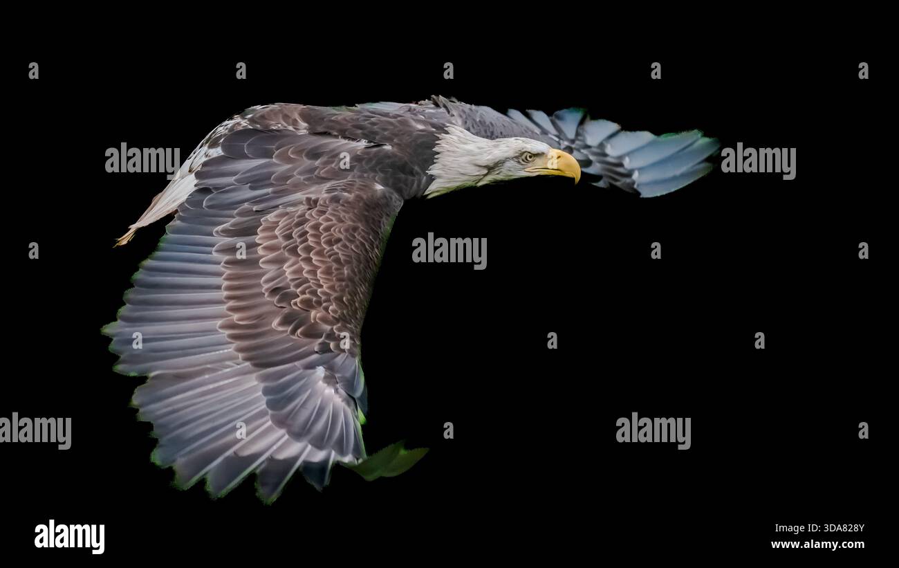 Uccello nazionale d'America, l'audace aquila e che ottima scelta! Adoro assorbire la sua potenza e il suo pericolo quando guarda direttamente nella mia fotocamera. Foto Stock