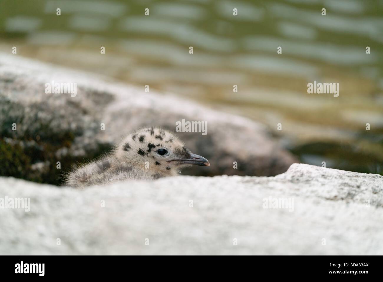 Gabbiano di bambino Foto Stock