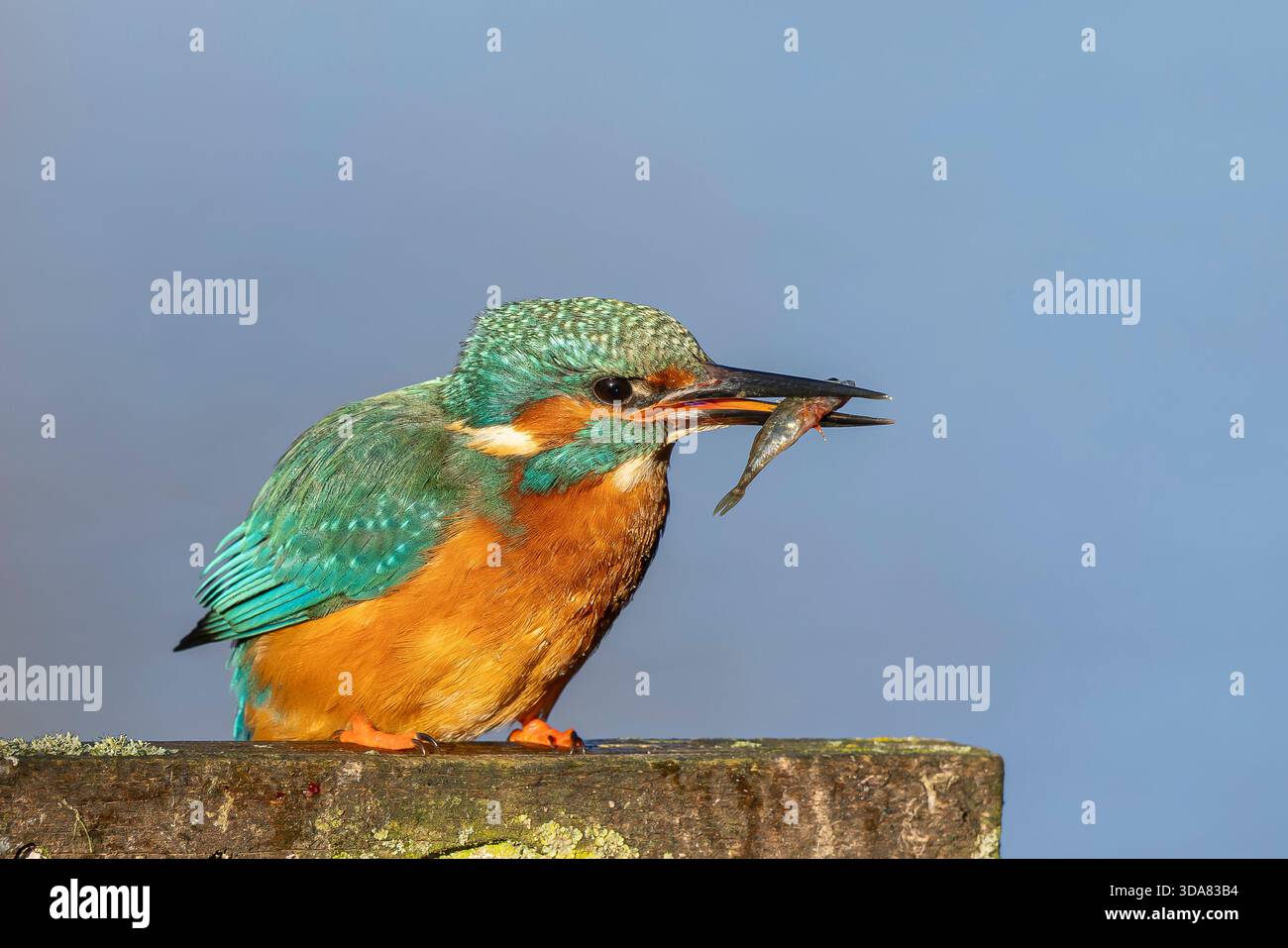 Vista ravvicinata di un pescatore selvatico del Regno Unito (Alcedo atthis) con un piccolo pesce nel becco lungo. Foto Stock