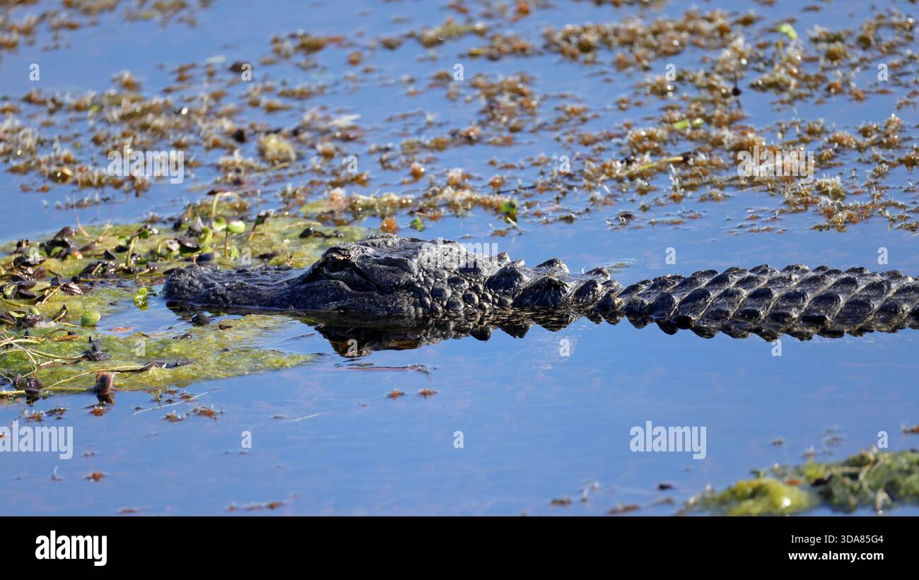 Un alligatore scivola attraverso l'acqua, la sua parte posteriore e la testa testurizzata sono visibili sopra la superficie, creando un'immagine sorprendente Foto Stock