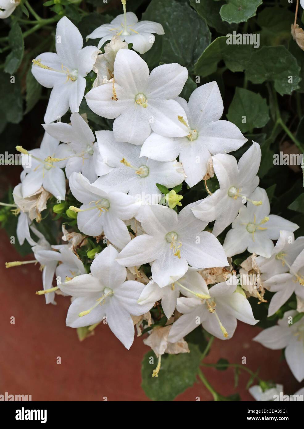 Bellflower Italiano, Stella di Betlemme, stelle cadenti e Trailing Campanula, Campanula isophylla 'Alba', Campanulaceae. Italia, Europa. Foto Stock