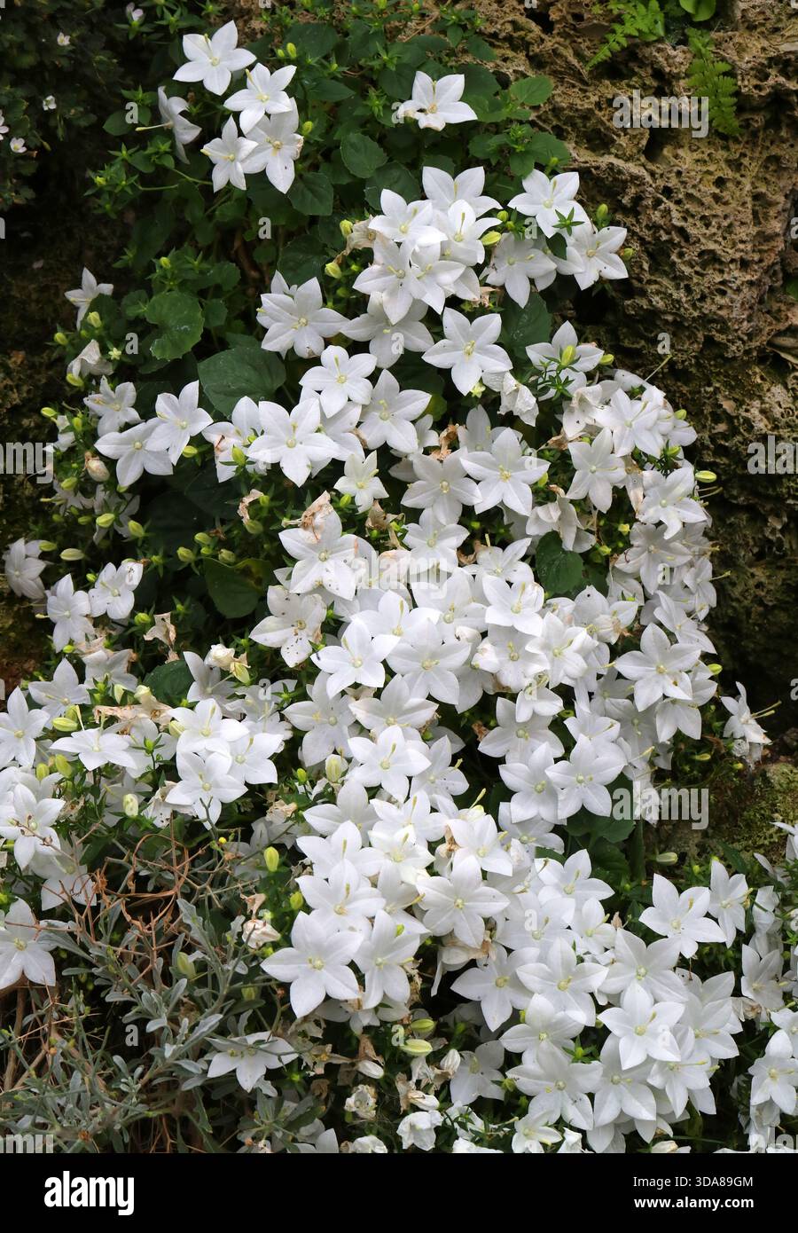 Bellflower Italiano, Stella di Betlemme, stelle cadenti e Trailing Campanula, Campanula isophylla 'Alba', Campanulaceae. Italia, Europa. Foto Stock