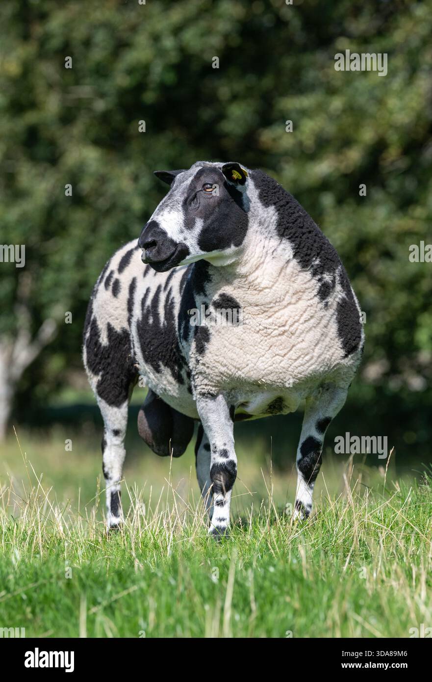L'ariete di razza olandese avvistato in un pascolo in Scozia, Regno Unito. Foto Stock