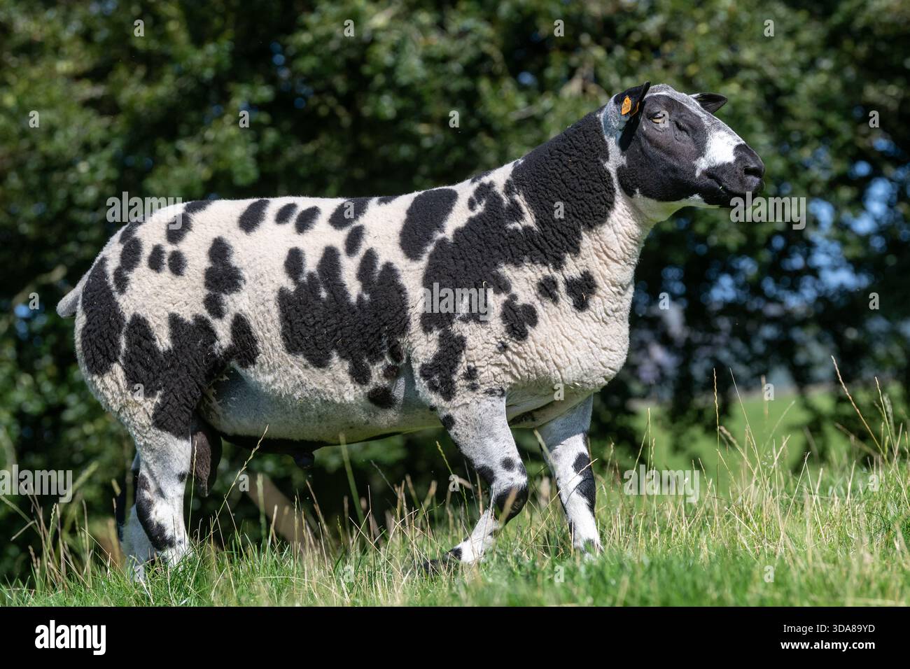 L'ariete di razza olandese avvistato in un pascolo in Scozia, Regno Unito. Foto Stock