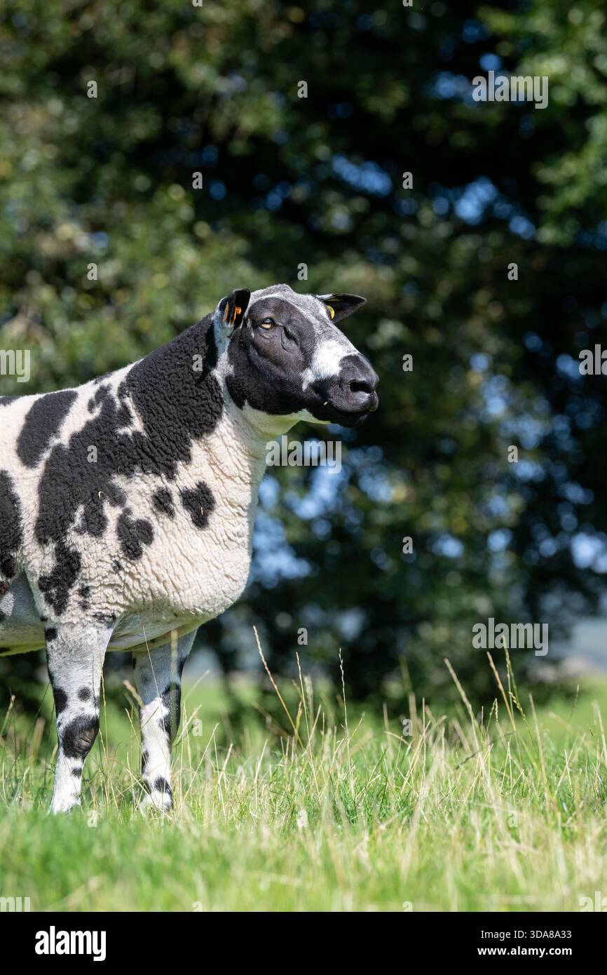 L'ariete di razza olandese avvistato in un pascolo in Scozia, Regno Unito. Foto Stock