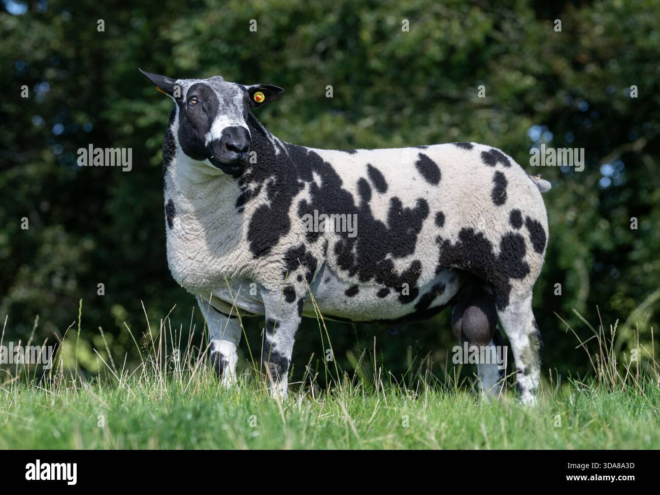 L'ariete di razza olandese avvistato in un pascolo in Scozia, Regno Unito. Foto Stock