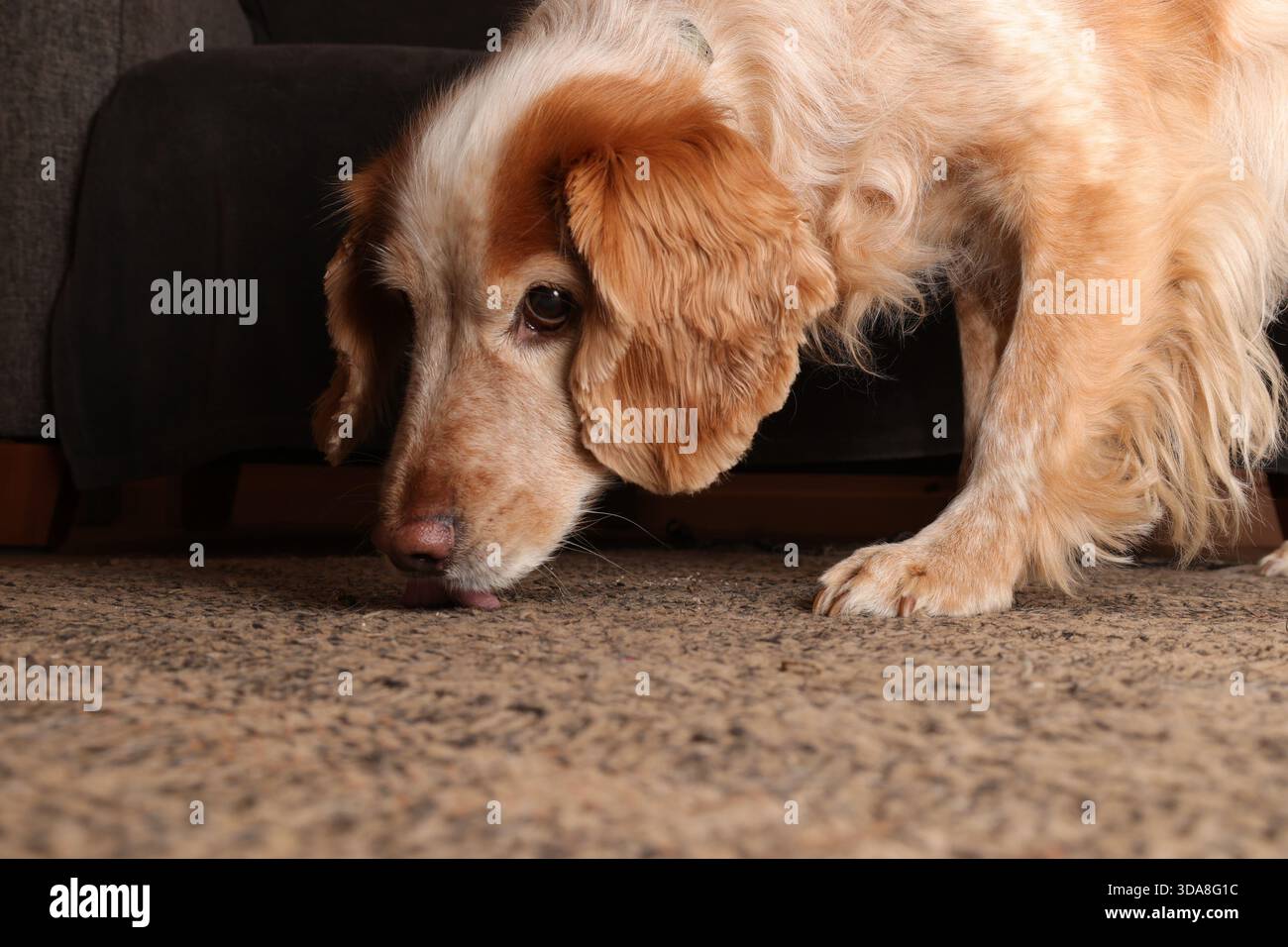 Giallo e bianco, cocker spaniel, alla ricerca di briciole su un tappeto Foto Stock