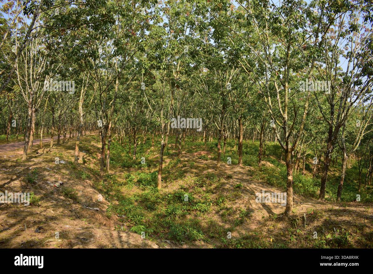 Albero di gomma in un ambiente di piantagione naturale Foto Stock