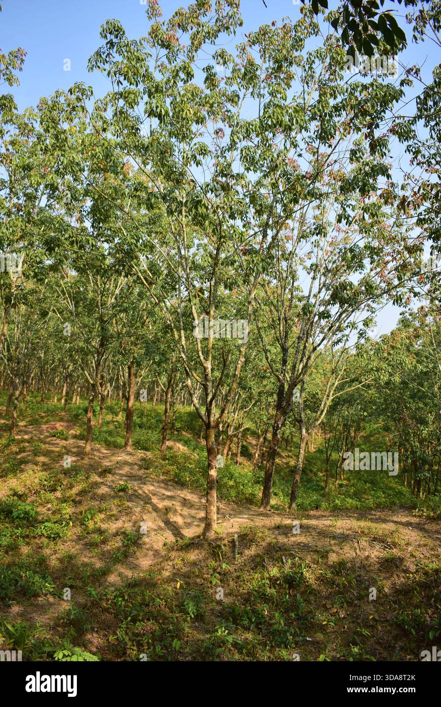 Albero di gomma in un ambiente di piantagione naturale Foto Stock