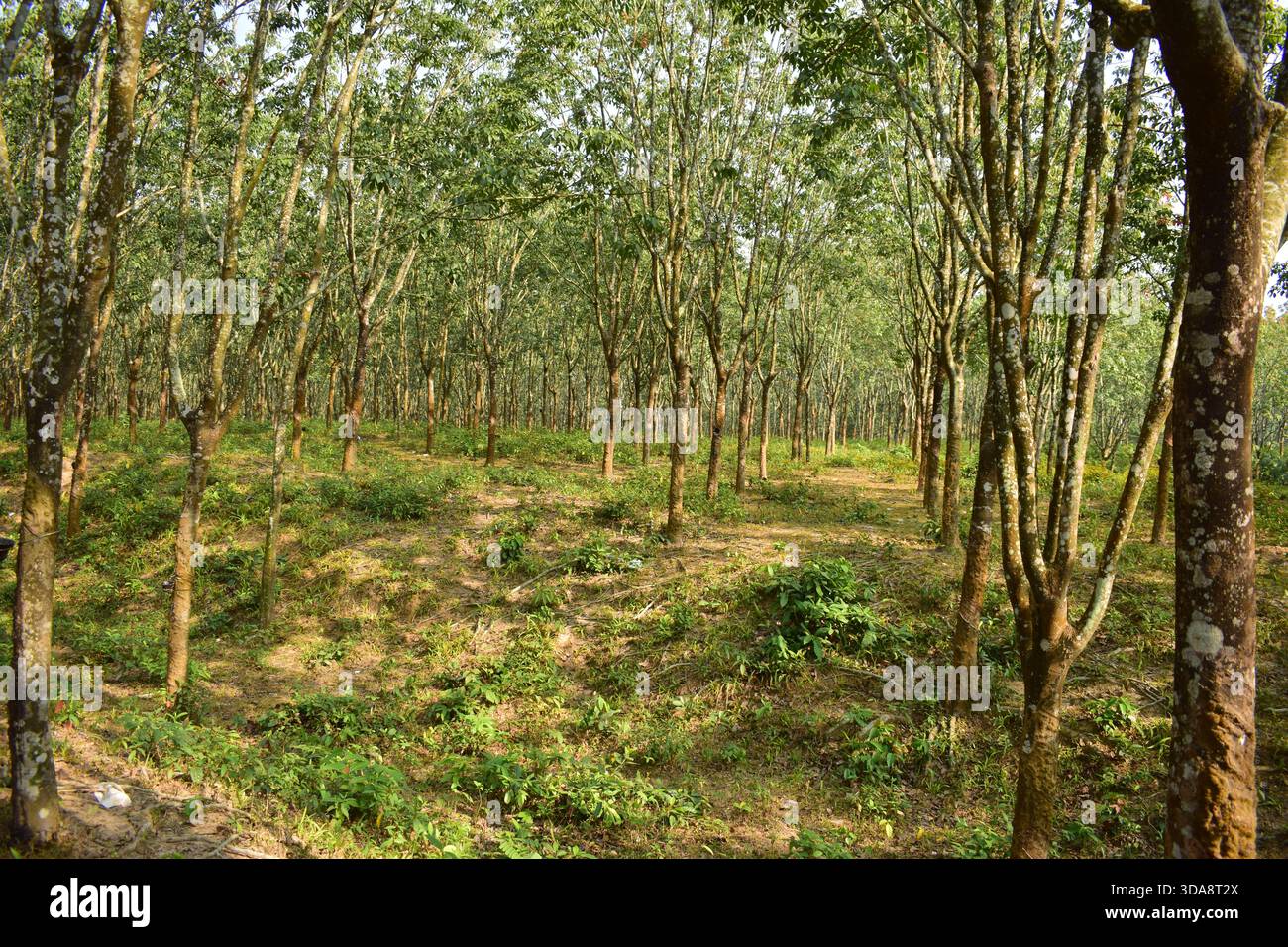 Albero di gomma in un ambiente di piantagione naturale Foto Stock