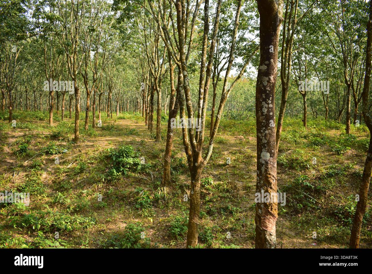 Albero di gomma in un ambiente di piantagione naturale Foto Stock
