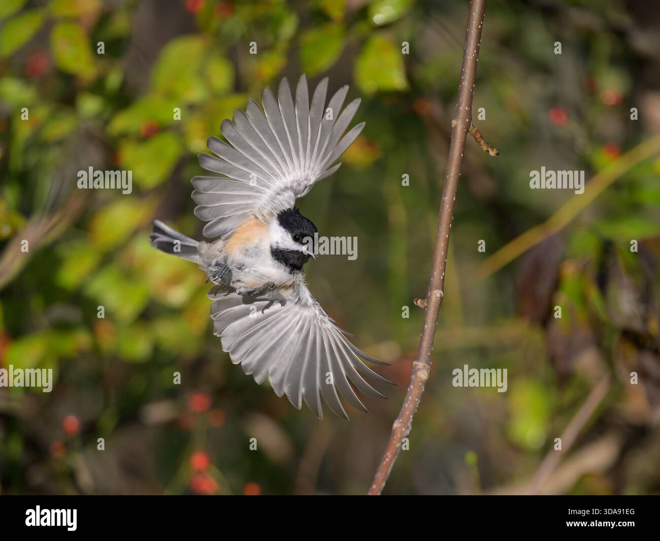 Chickadee (Poecile atricapillus) con ali spalmate per atterrare alla riserva naturale North Pond State, Kelleys Island, Ohio. Foto Stock