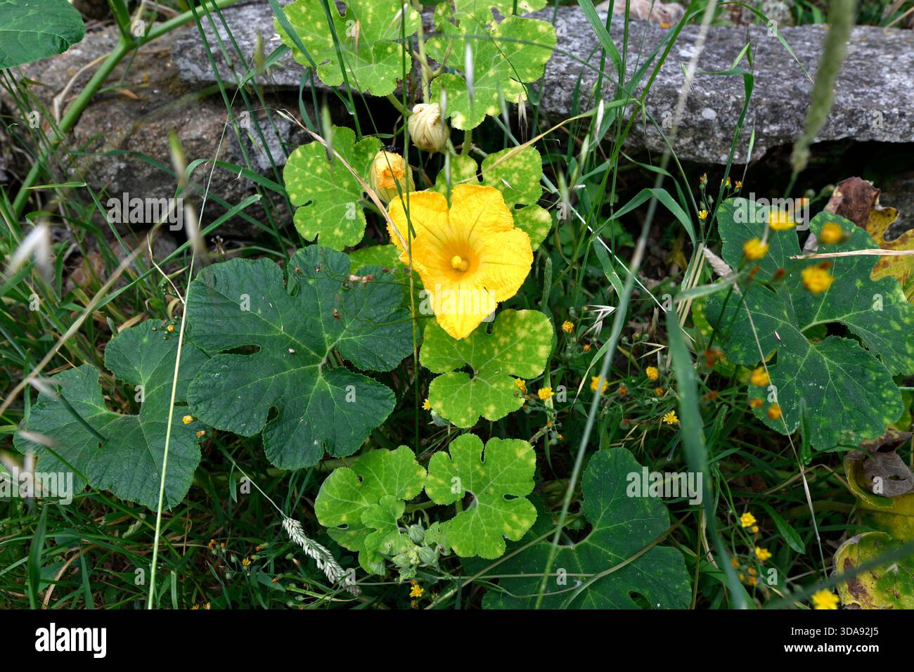 La zucca (Cucurbita maxima) è una pianta strisciante annuale originaria del Sud America e ampiamente coltivata per i suoi frutti commestibili. Dettagli di fiori e foglie. Foto Stock