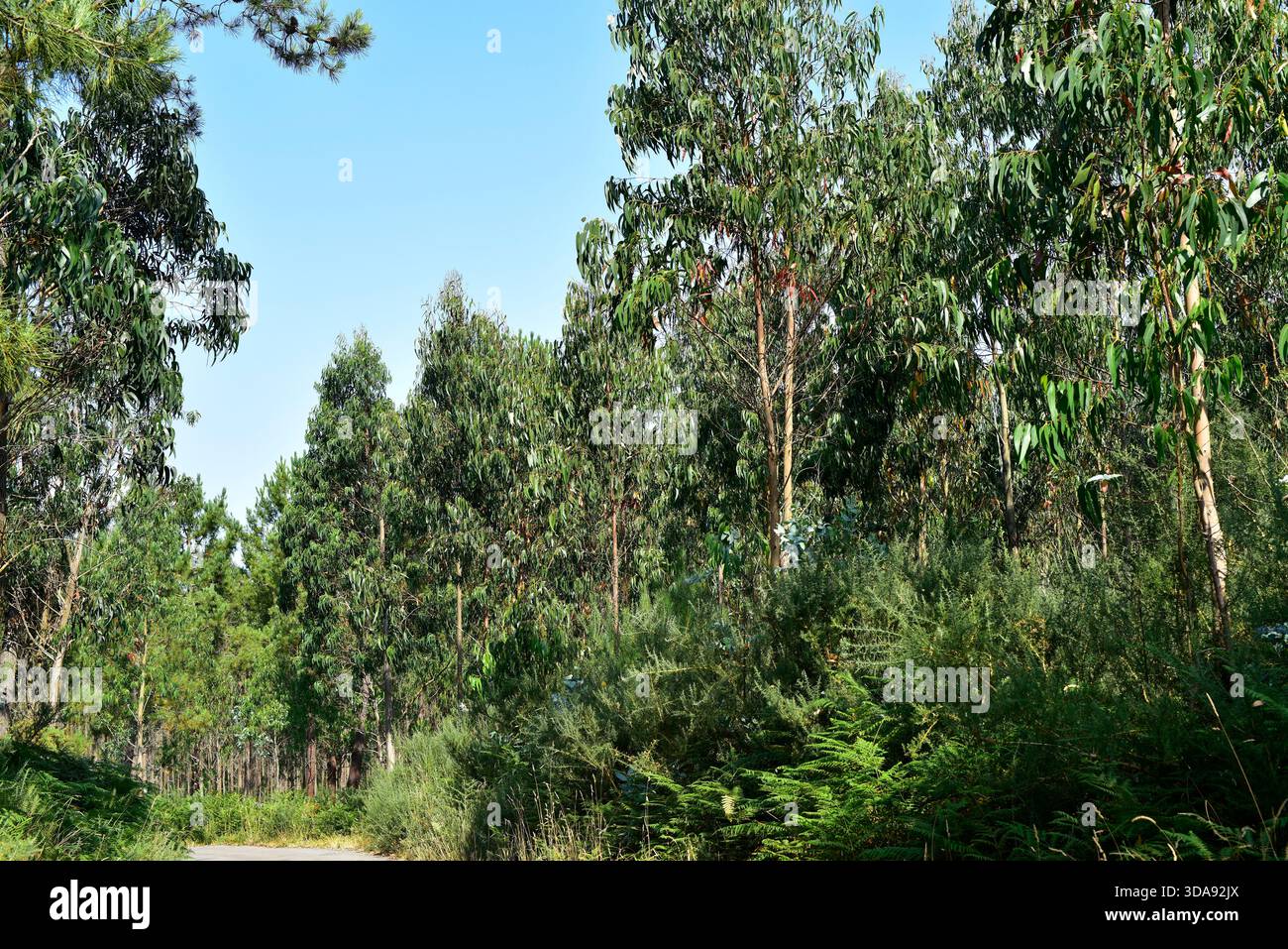 La gomma blu (Eucalyptus globulus) è un albero sempreverde endemico dell'Australia sudorientale e coltivato per il suo legno in altri paesi. Questa foto non era Foto Stock