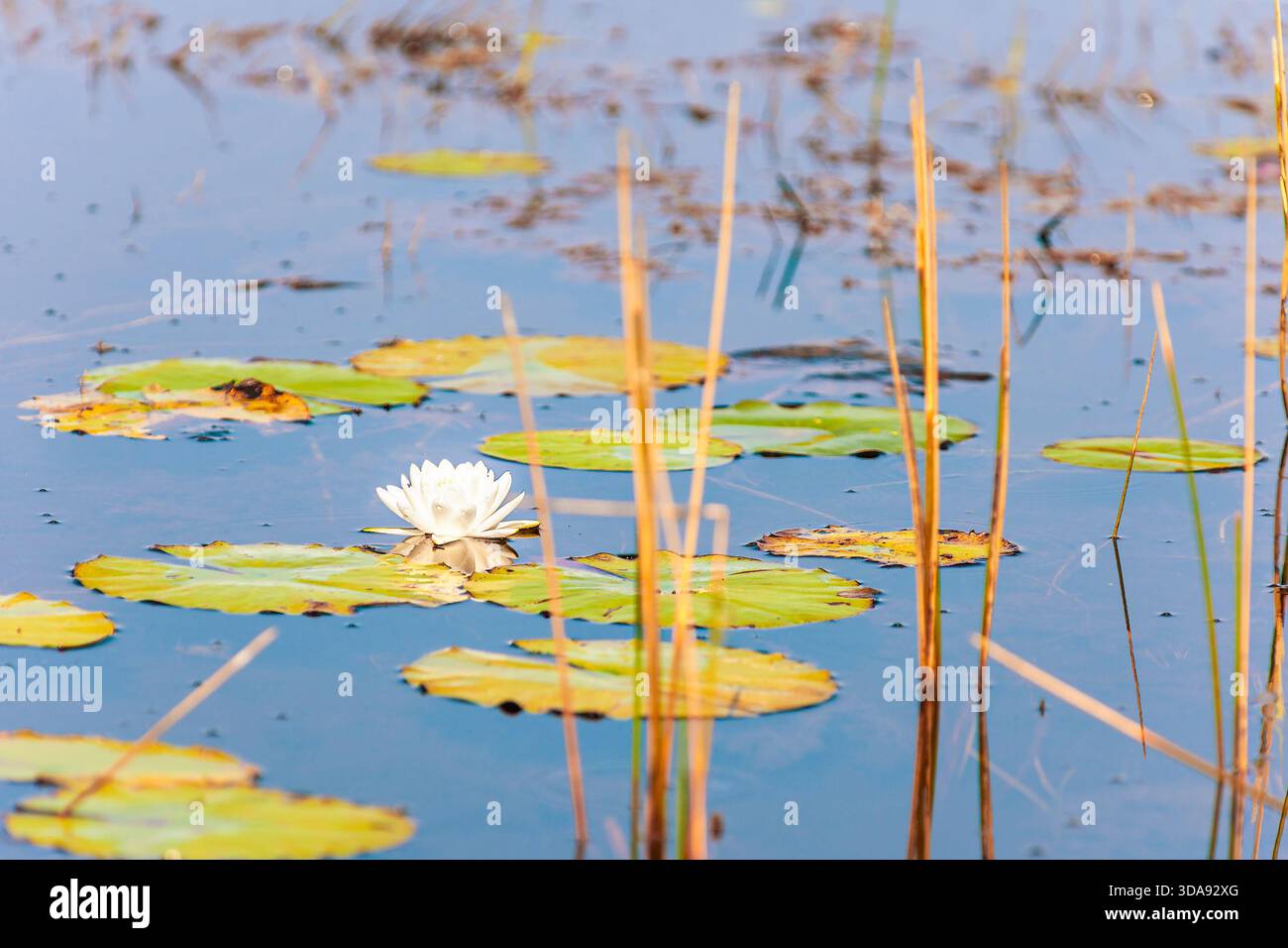Giglio di acqua bianca americano nelle zone umide del Parco Nazionale delle Everglades. Florida. STATI UNITI Foto Stock