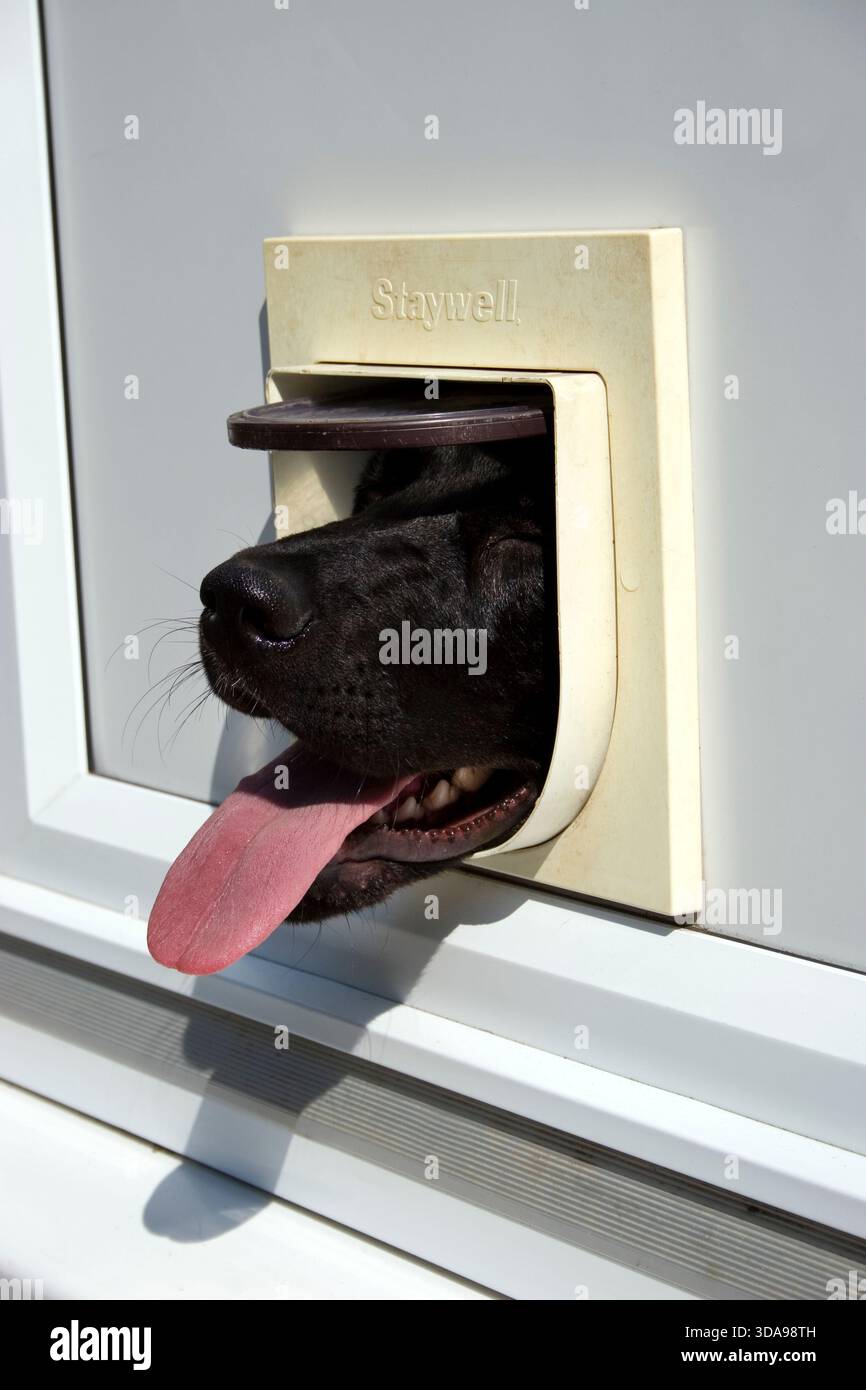cane labrador nero con la lingua appesa fuori dalla bocca che sbuca dal lembo del gatto Foto Stock