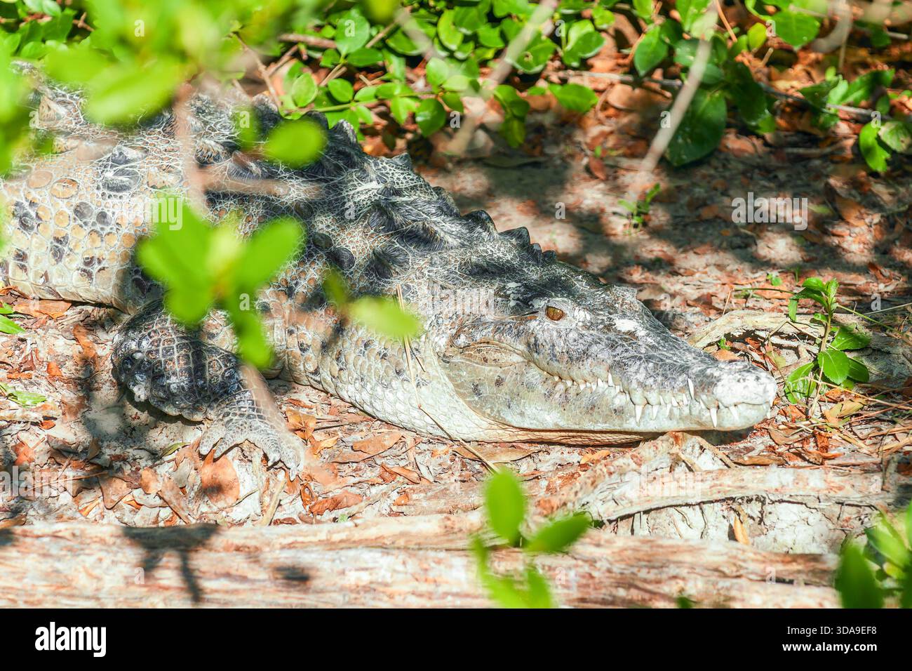 Un coccodrillo americano (Crocodylus acutus) nelle paludi di mangrovie del Parco Nazionale delle Everglades. Florida, Stati Uniti Foto Stock