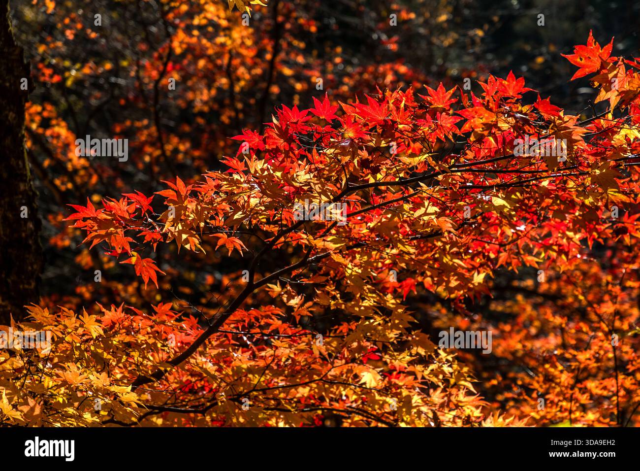 Un ramo di un acero giapponese con foglie di rosso brillante sullo sfondo di una foresta scura, retroilluminato; le intense sfumature di rosso sono causate dai forti contrasti di temperatura tra giorno e notte nella valle di montagna, Agematsu, prefettura di Nagano, Giappone Foto Stock