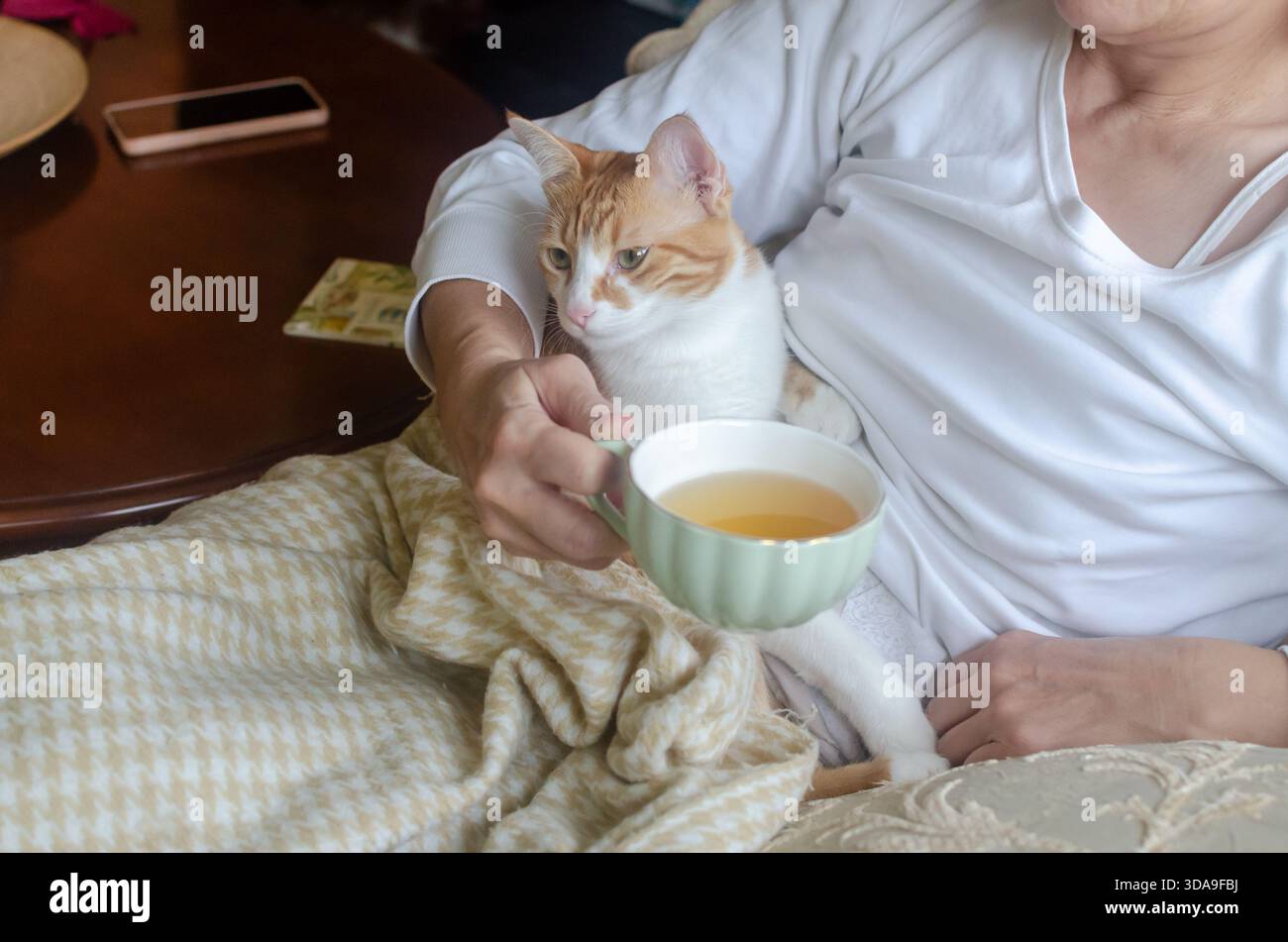 Un adorabile gatto giallo e bianco che riposa pacificamente sulle ginocchia del suo proprietario, mentre beve tè Foto Stock
