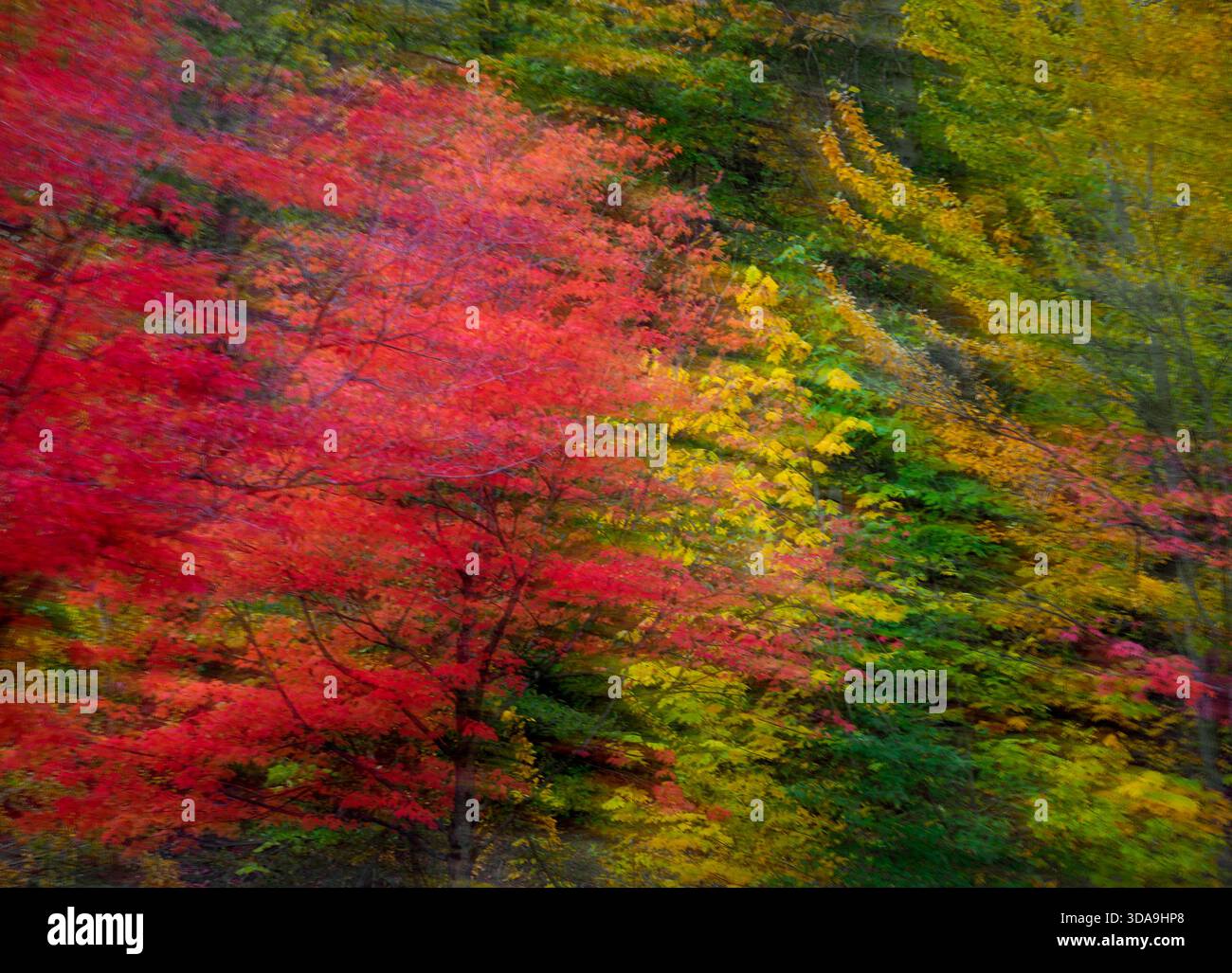 WA26762-00..... WASHINGTON - Abstract of Trees in Fall color, Gene Coulon Memorial Park, Renton. Foto Stock