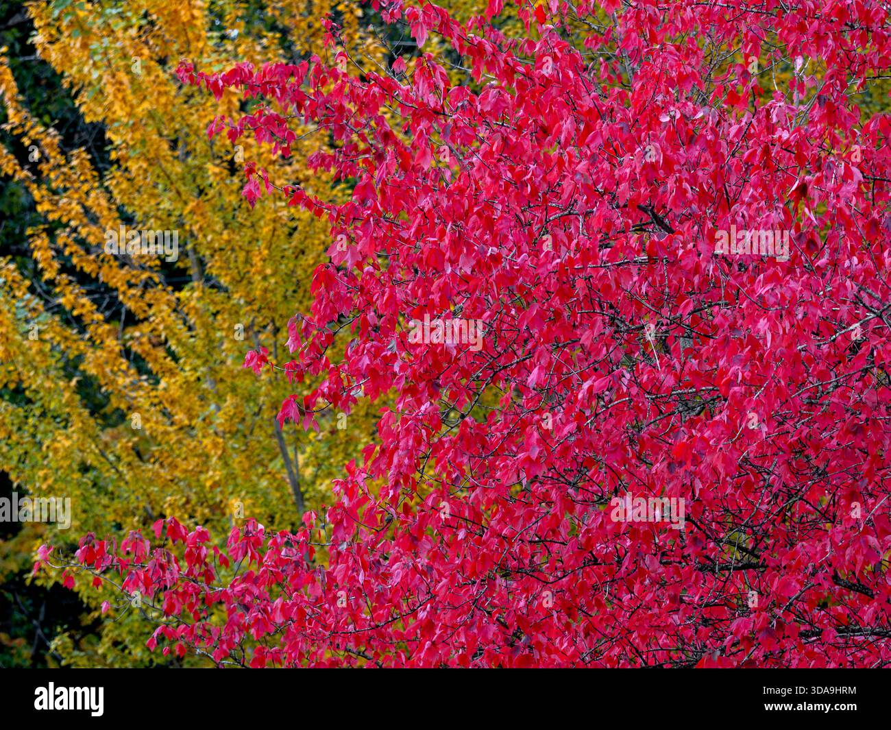 WA26772-00..... WASHINGTON - Acero di colore autunnale, Gene Coulon Memorial Park, Renton. Foto Stock