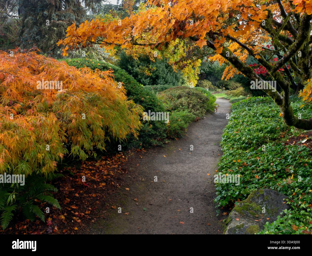 WA26791-00..... WASHINGTON - percorso con colori autunnali al Kubota Garden, Seattle. Foto Stock