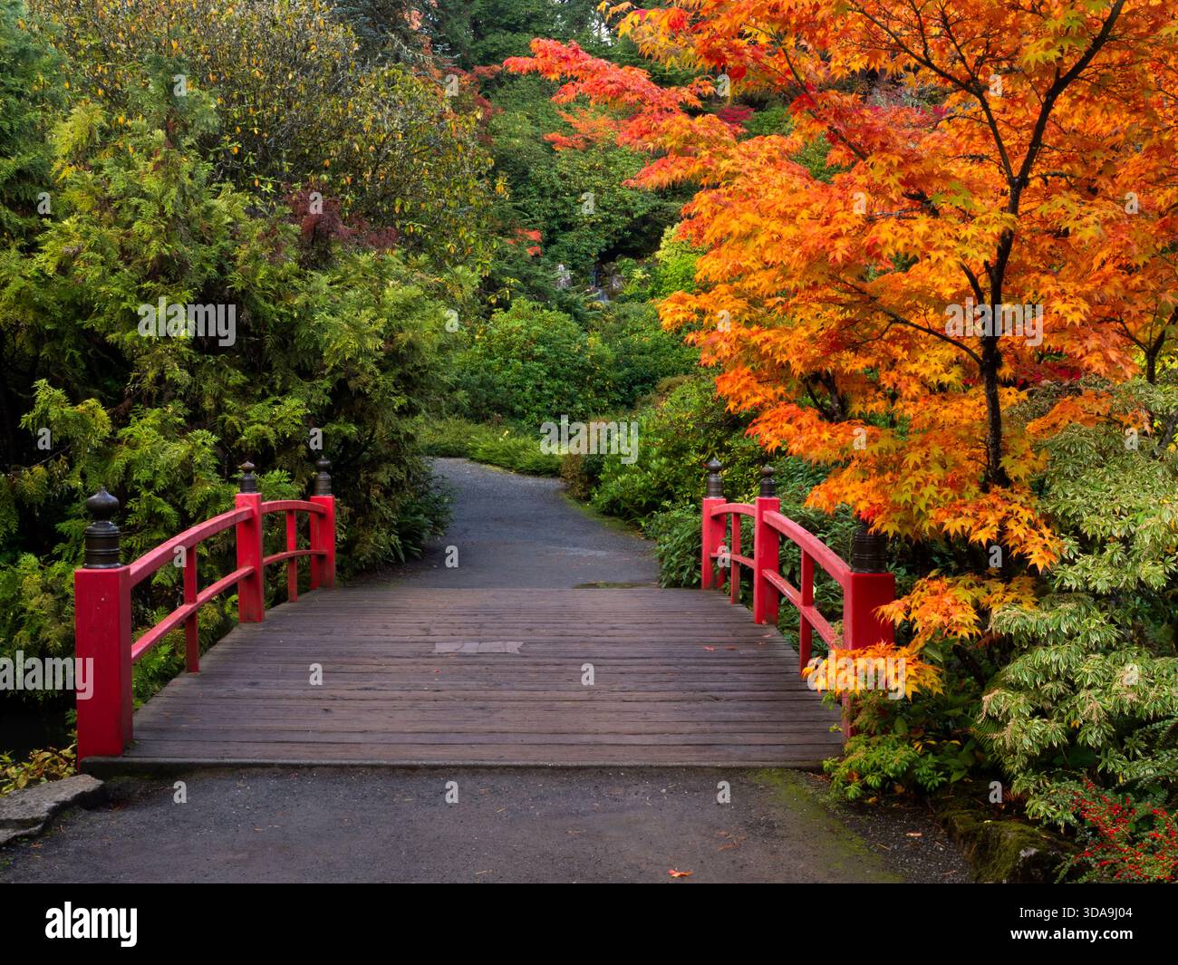 WA26793-00..... WASHINGTON - Heart Bridge con colori autunnali nel Kubota Garden, Seattle. Foto Stock