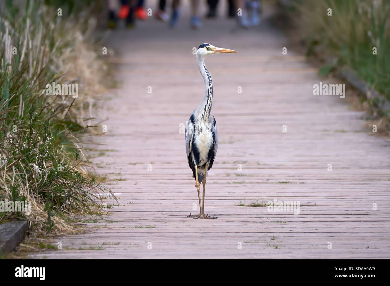 Heron grigio (Ardea cinerea) su una passerella, sullo sfondo le gambe delle persone Foto Stock