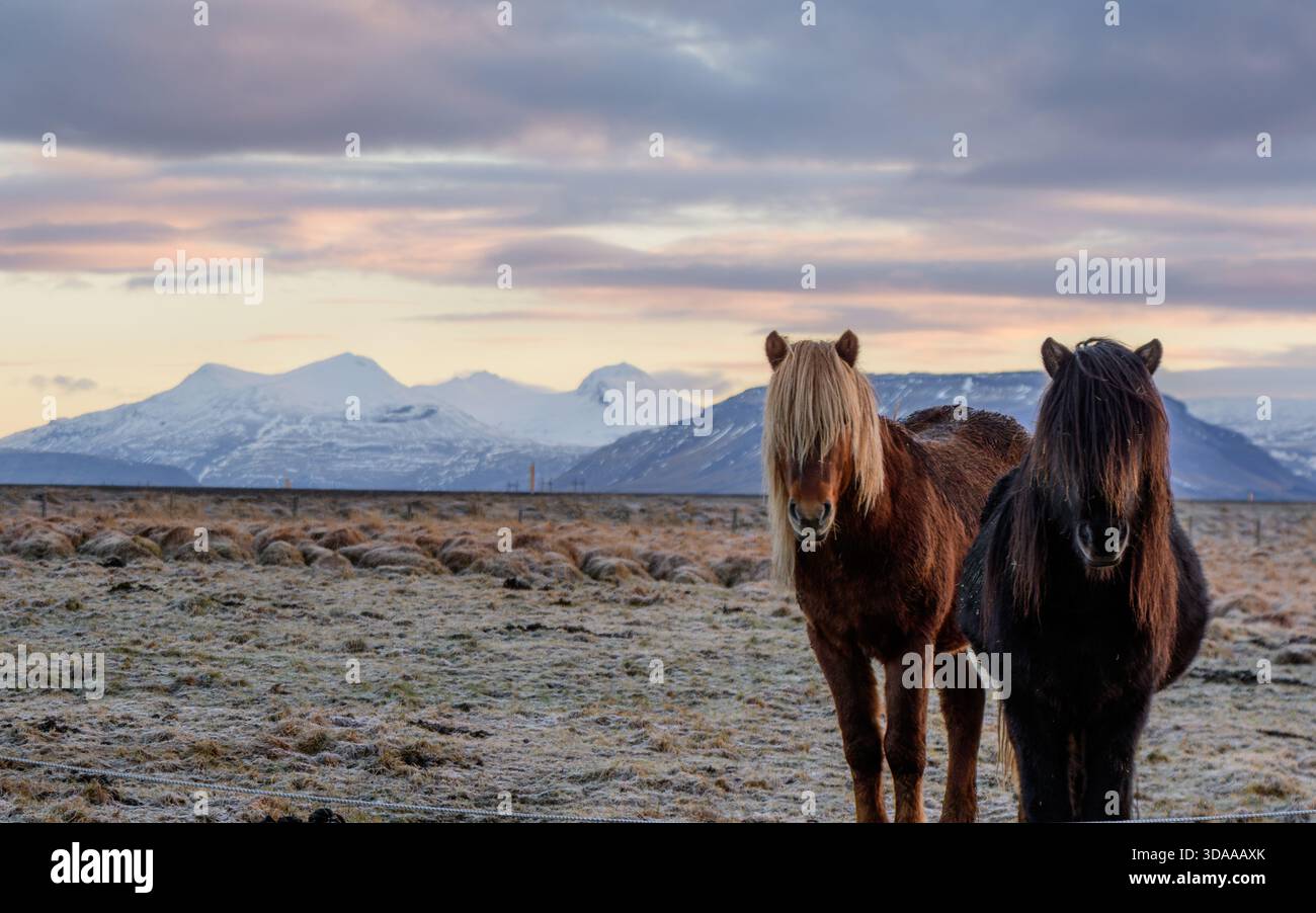 Ritratto ravvicinato di cavalli nativi islandesi con montagne vulcaniche innevate sullo sfondo in una fredda mattina di novembre del 2025 Foto Stock
