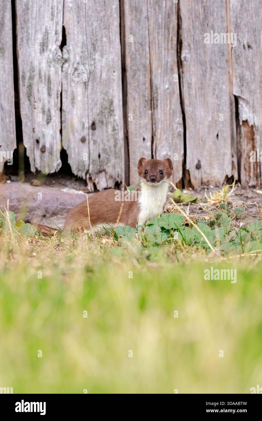Primo piano di una stoat, mustela erminea, correre e saltare in un campo d'erba durante la caccia. Foto Stock
