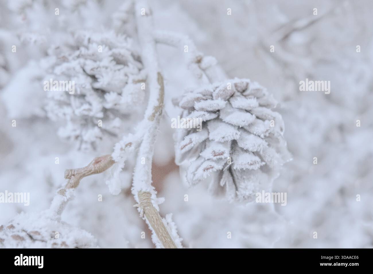 Cono di pino ricoperto di gelo su un ramo di alberi innevati in morbida luce invernale. I delicati cristalli di ghiaccio e i toni tenui creano una scena stagionale calma e da sogno. Foto Stock