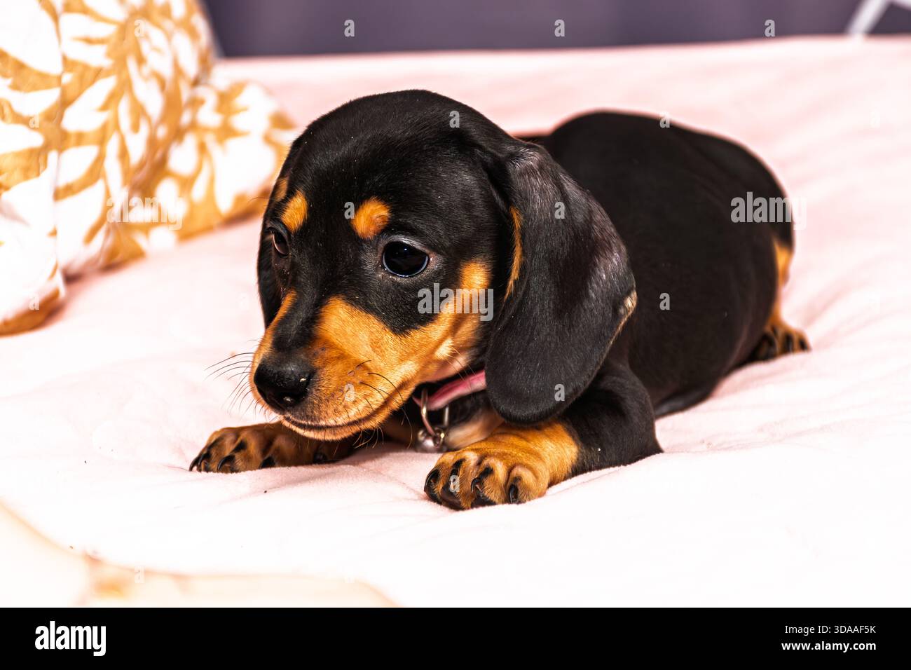 Primo piano ritratto di un piccolo cucciolo di dachshund appoggiato su una trapunta rosa con un cuscino a motivi geometrici sullo sfondo. Foto Stock