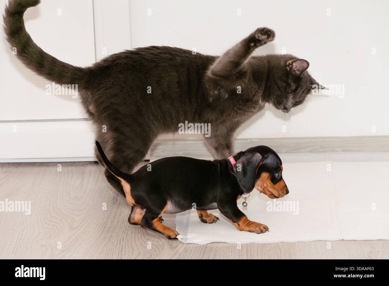 Scena divertente di un gatto grigio che alza la zampa per toccare un piccolo cucciolo di dachshund che cammina su un tappeto bianco. Foto Stock