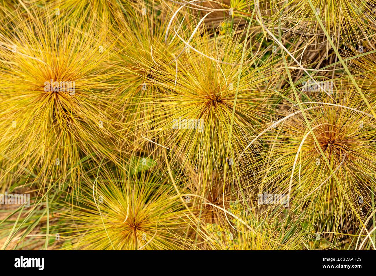 Molto ravvicinato schema naturale del papiro Cyperus, nel morbido sole dell'australia Occidentale. immaginazione, impressione, sano, organizzazione, rete, economia Foto Stock