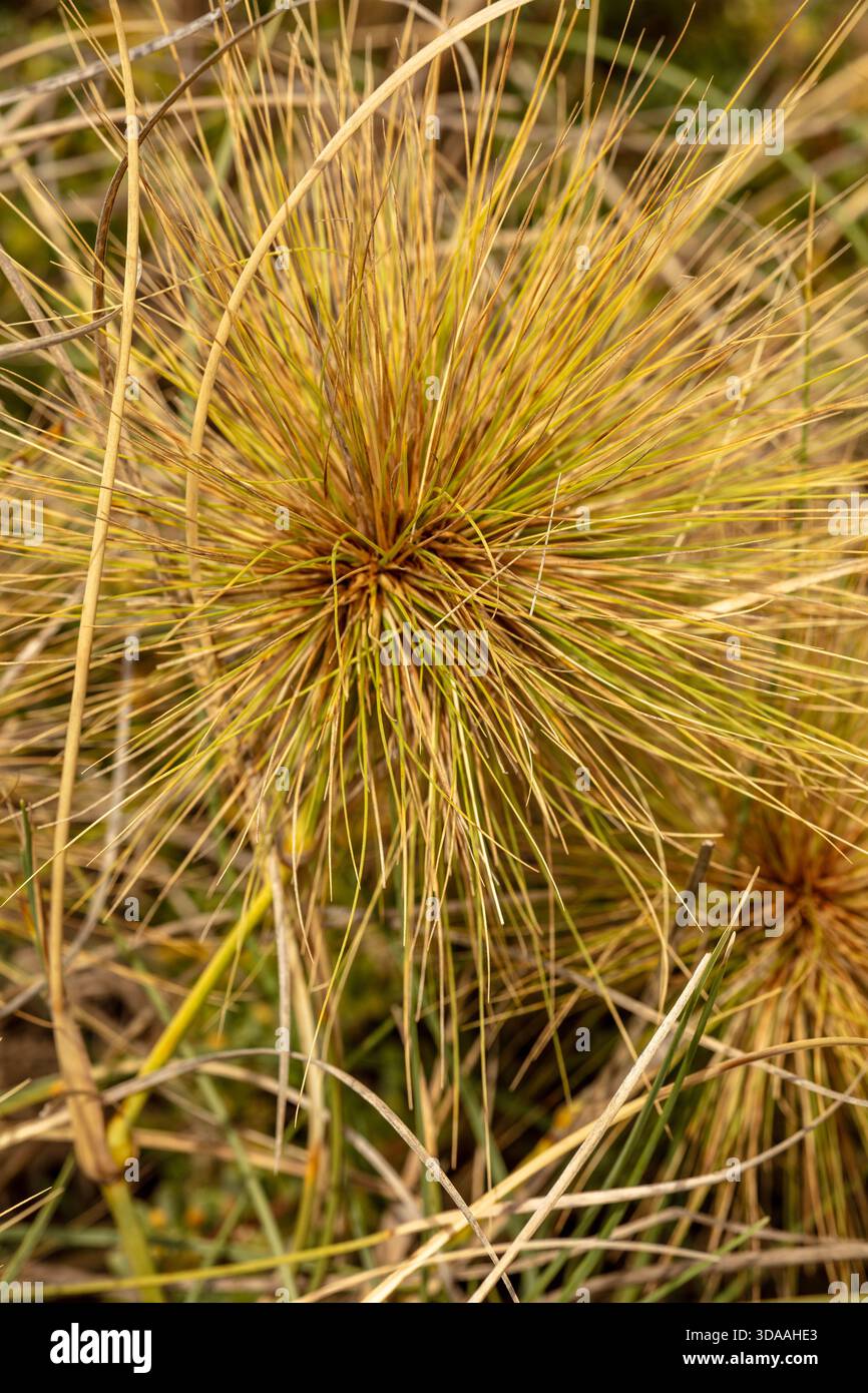 Molto ravvicinato schema naturale del papiro Cyperus, nel morbido sole dell'australia Occidentale. immaginazione, impressione, sano, organizzazione, rete, economia Foto Stock