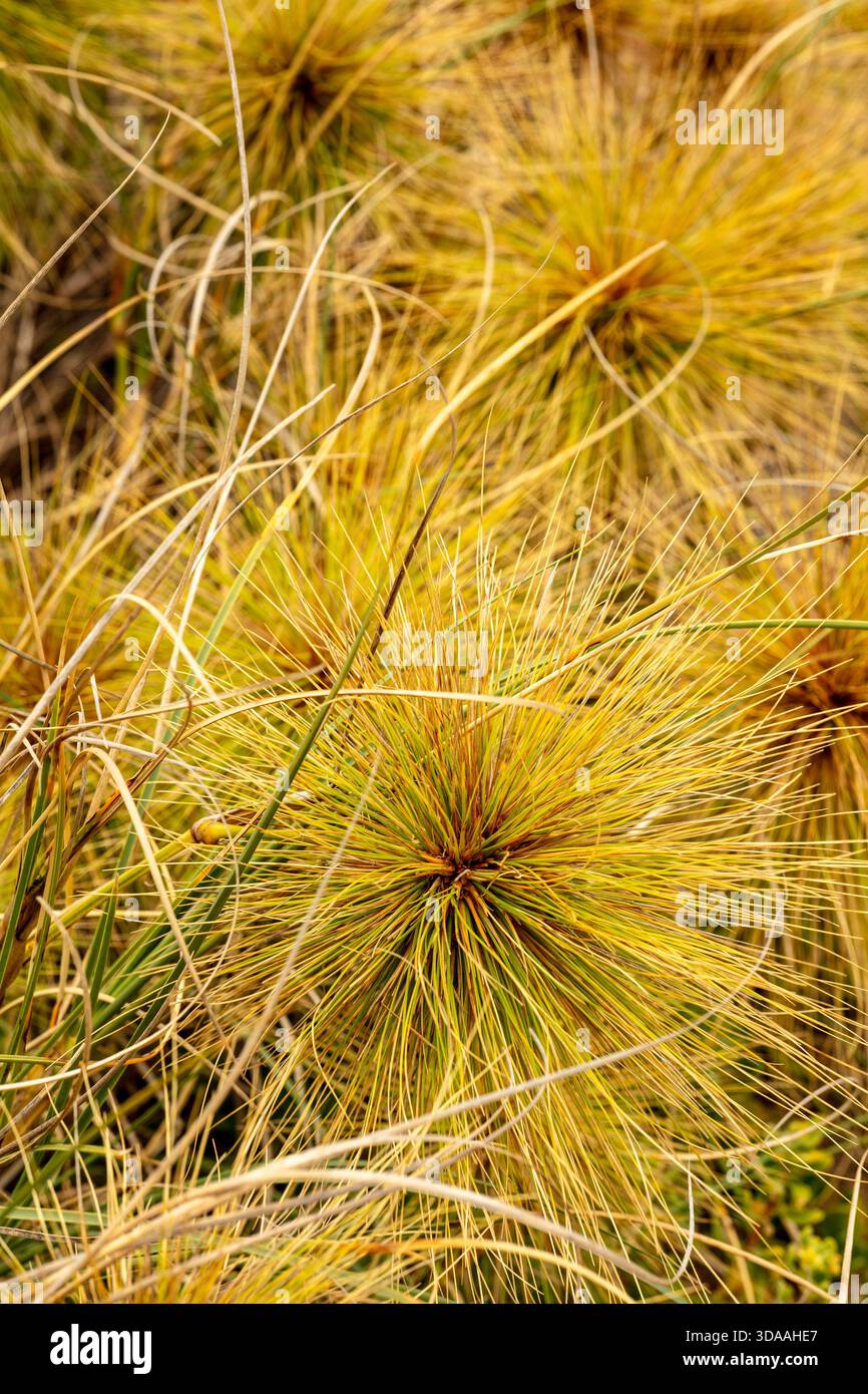 Molto ravvicinato schema naturale del papiro Cyperus, nel morbido sole dell'australia Occidentale. immaginazione, impressione, sano, organizzazione, rete, economia Foto Stock