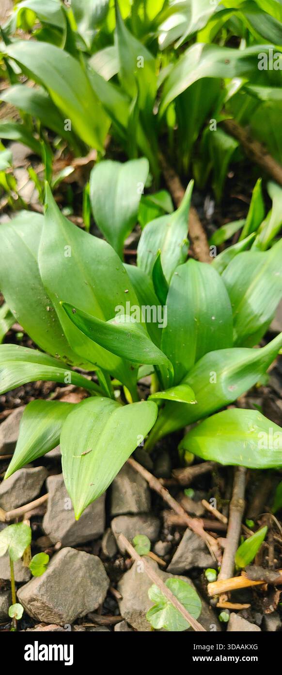 Tappeto di aglio selvatico lungo il fiume Ericht a Blairgowrie, Scozia, che fiorisce magnificamente in un giorno di primavera Foto Stock
