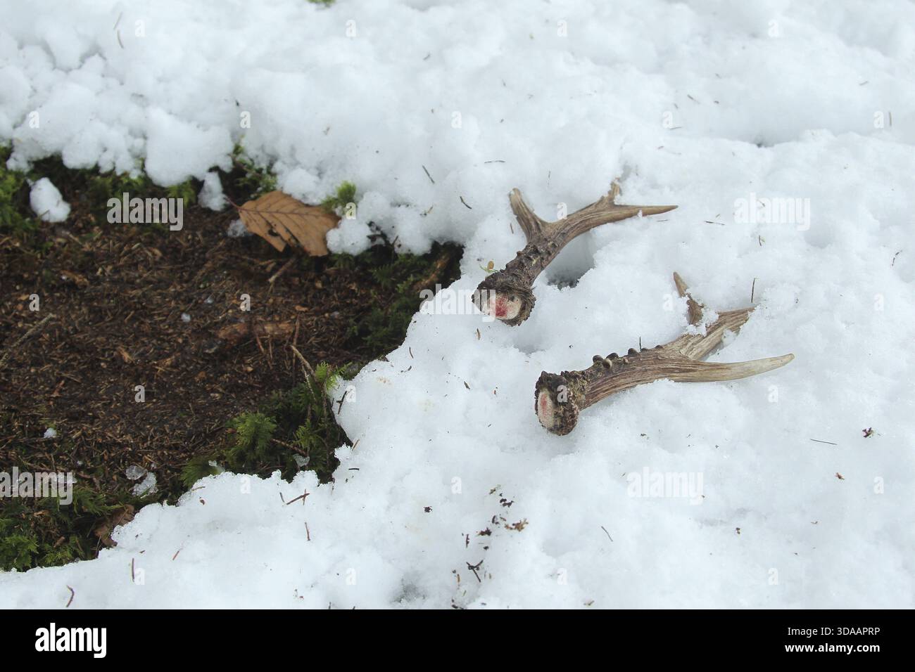 Roe Deer (Capreolus capreolus) palchi appena smerciati di a roebuck, Allgaeu, Baviera, Germania, Allgaeu, Baviera, Germania, ancora con residui di sangue Foto Stock