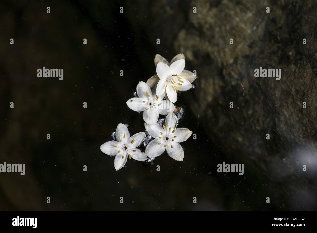 Styrax japonicus galleggiante sulla sommità dell'acqua del torrente nel monte Sunchang Gangcheon in Corea del Sud, Sunchang, Corea del Sud Foto Stock