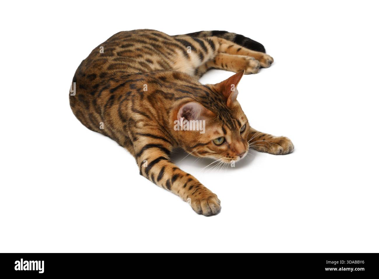 Il gatto del Bengala giace su sfondo bianco e guarda avanti Foto Stock