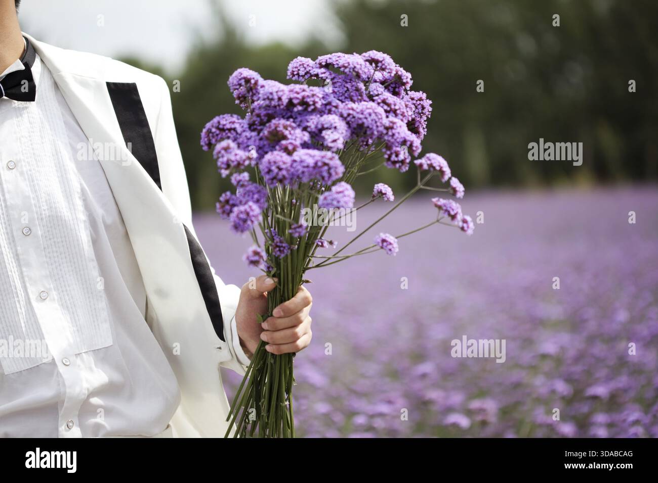 Il govern tenendo un mazzo di fiori di lavanda Foto Stock