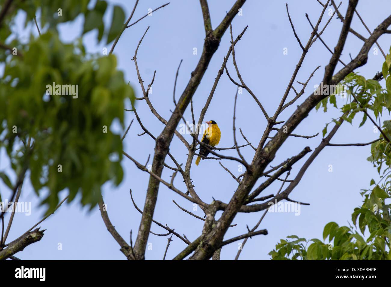 Oriole nafta nera appollaiata che mostra la caratteristica maschera Nera, a Mindanao, Filippine Foto Stock