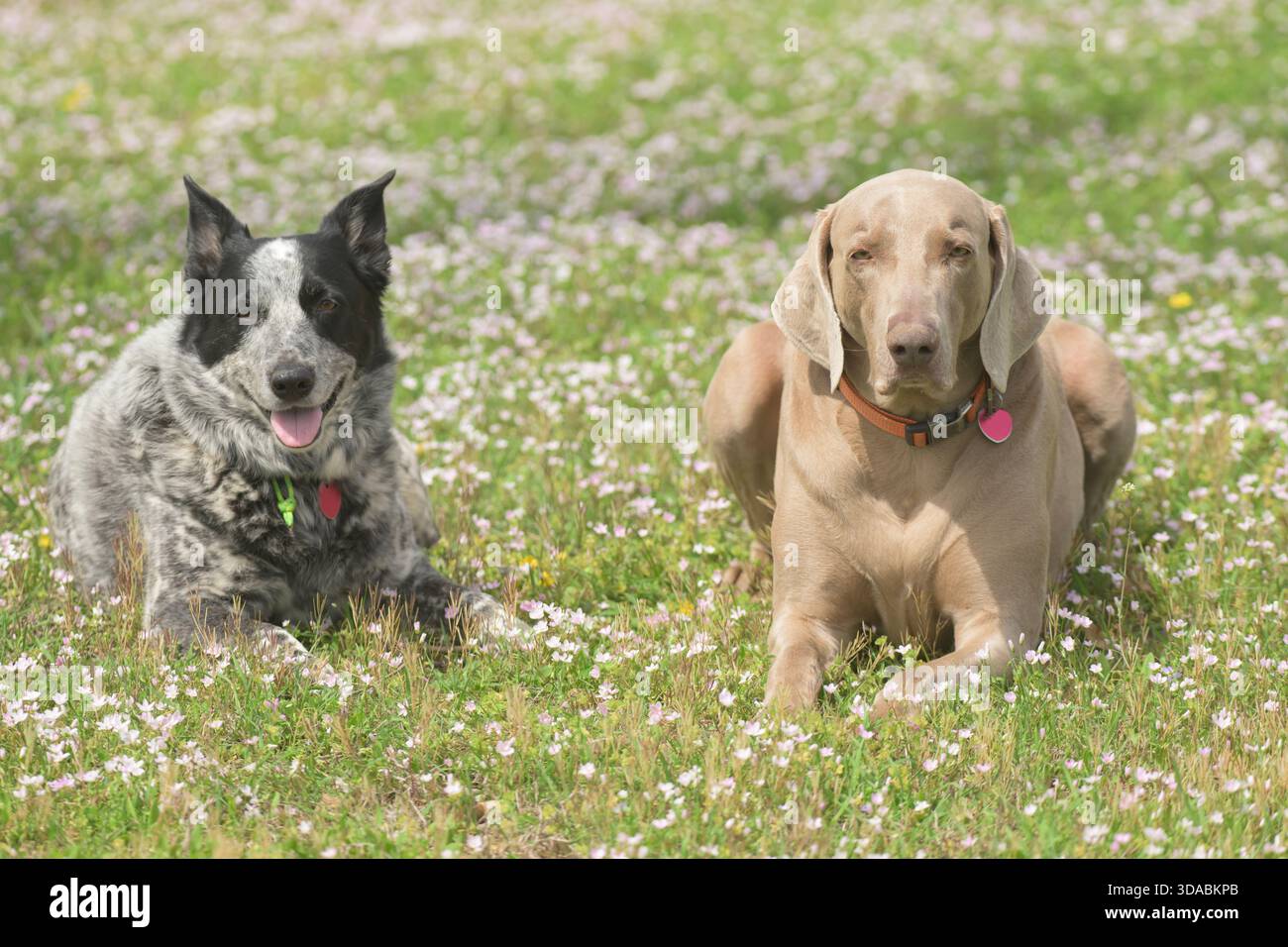 Due bellissimi cani che riposano in piccoli fiori selvatici all'inizio della primavera; un Texas Heeler macchiato bianco e nero e un bel Weimaraner grigio Foto Stock