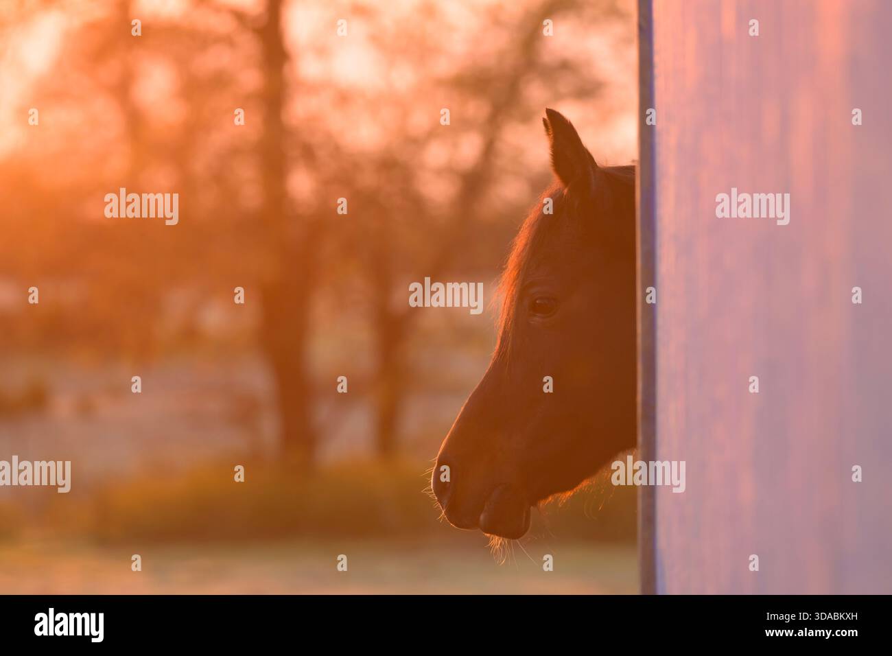 Buio cavallo arabo della baia che sbircia da dietro l'angolo del fienile verso il sorgere del sole all'inizio della primavera, nel caldo bagliore dell'alba Foto Stock