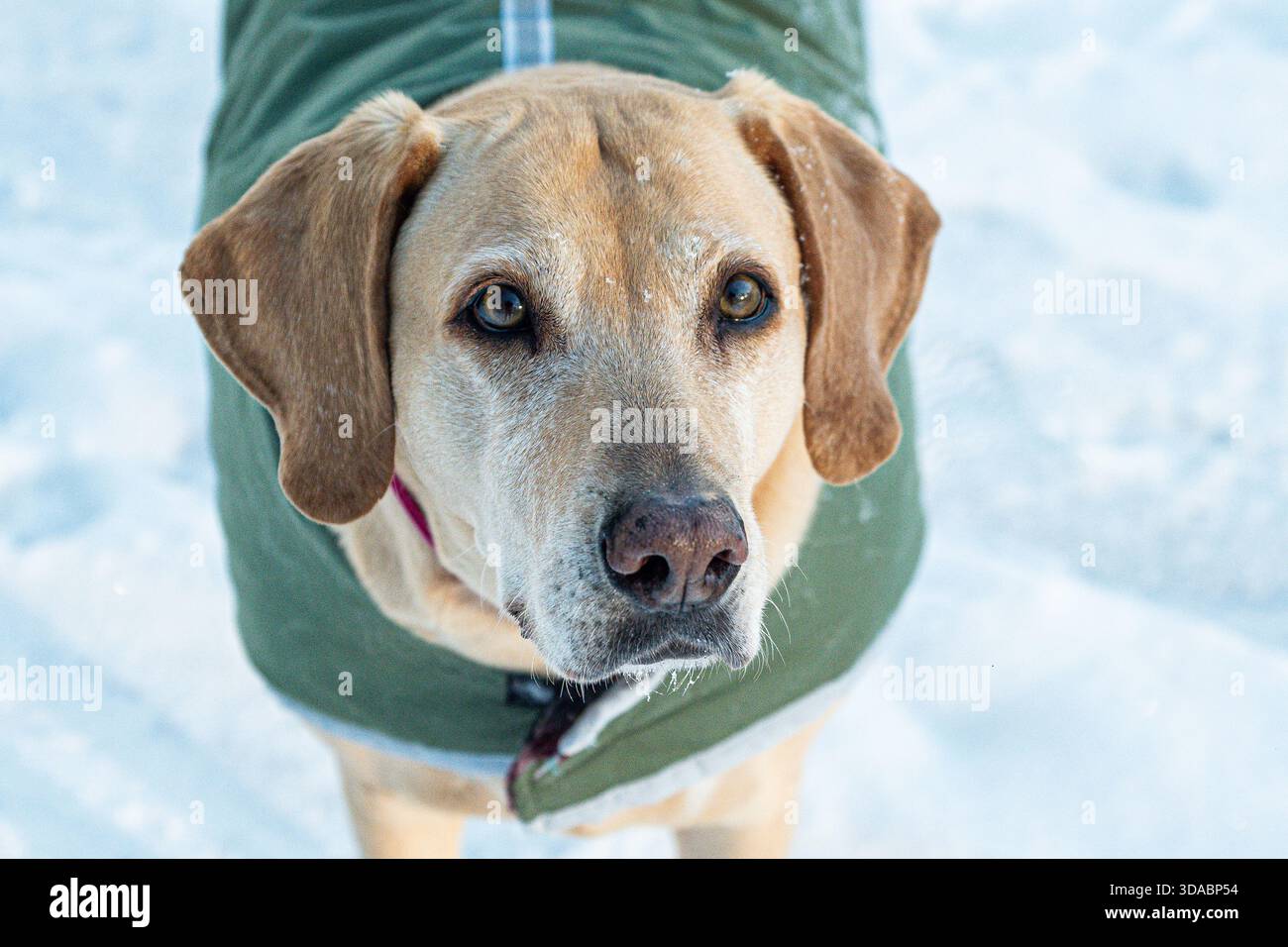 Sue la Yellow labrador retriever si mescola indossando un maglione nella neve che mi fissa per darle un piacere perché: Le delizie Foto Stock